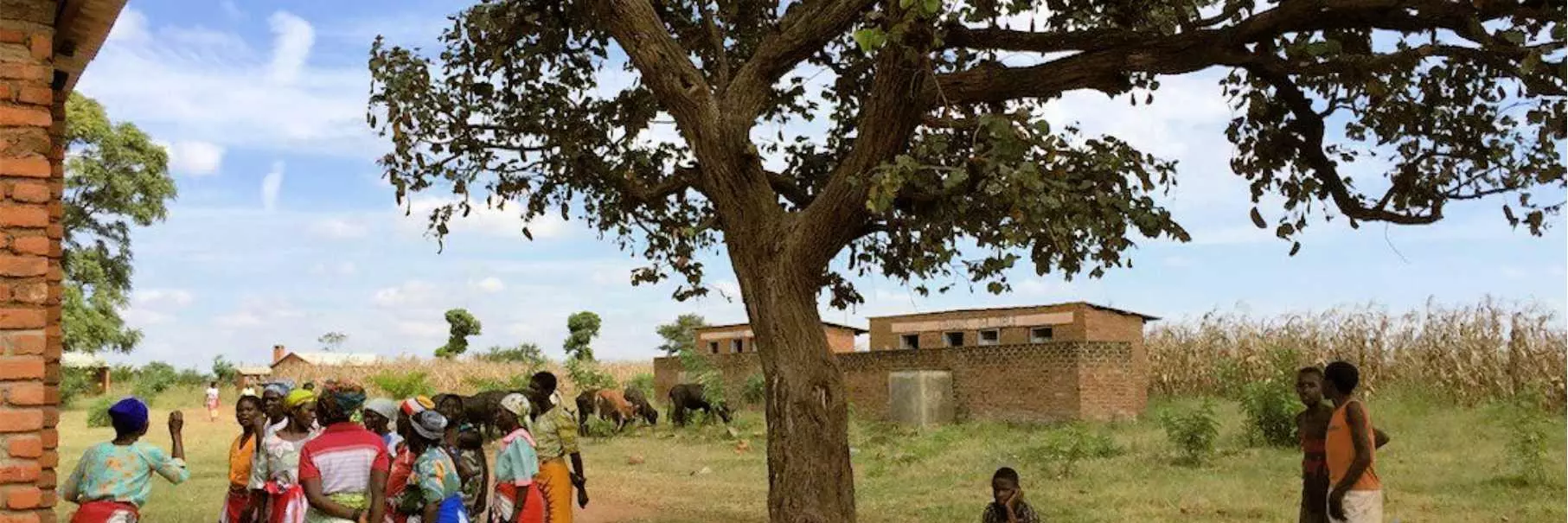 People gather under a tree in a village in Milawi