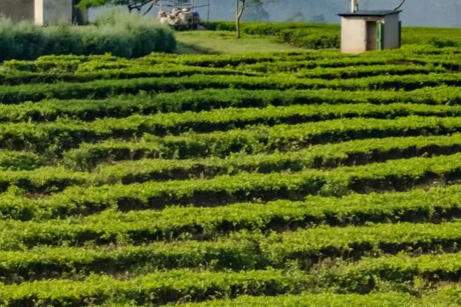 Photo of farm in Uganda